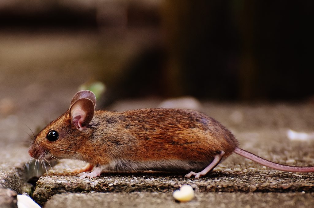Как избавиться от мышей в доме, если нет мышеловки: простые советы на вес золота