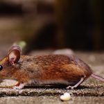 Как избавиться от мышей в доме, если нет мышеловки: простые советы на вес золота