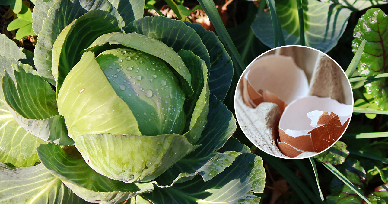 Секрет крепких кочанов капусты у вас в холодильнике: посыпьте их данной подкормкой