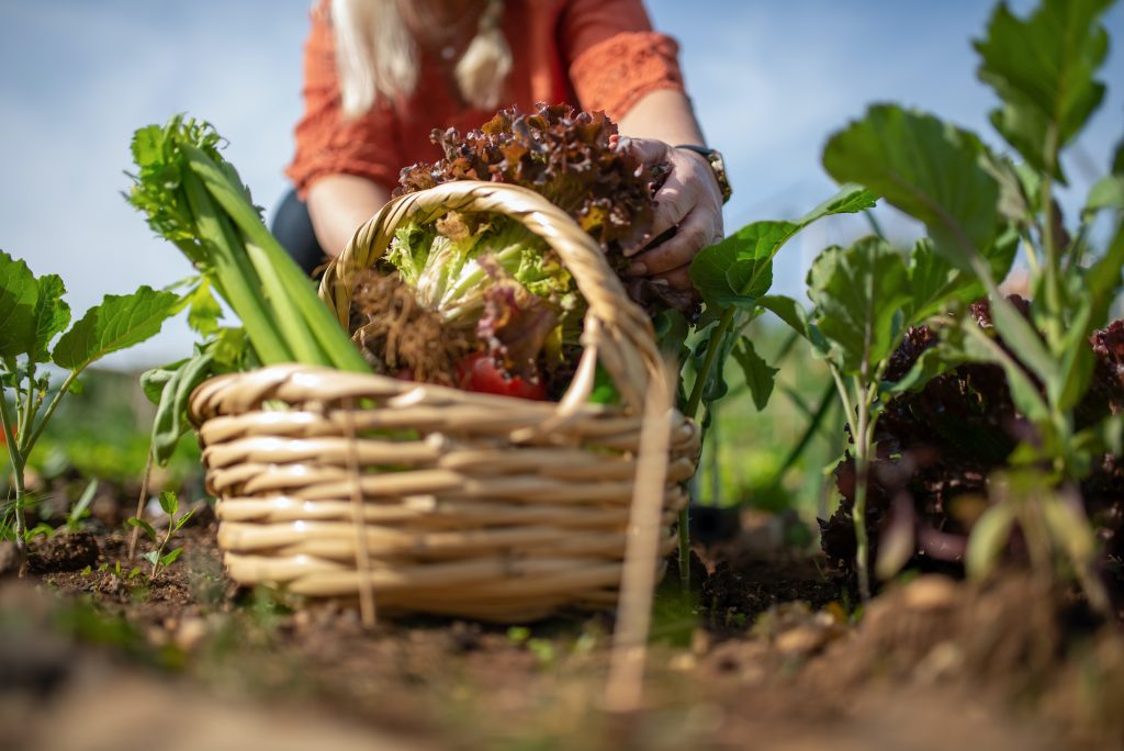 Недооценённый овощ, который защитит вас от проблем с кровяным давлением и ЖКТ