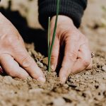 Как определить кислотность почвы в вашем огороде без каких-либо устройств