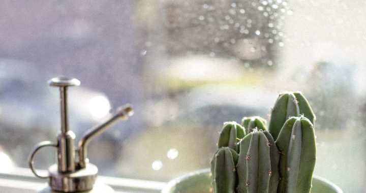 Стоит ли выносить комнатные растения на улицу в дождь? Вы удивитесь