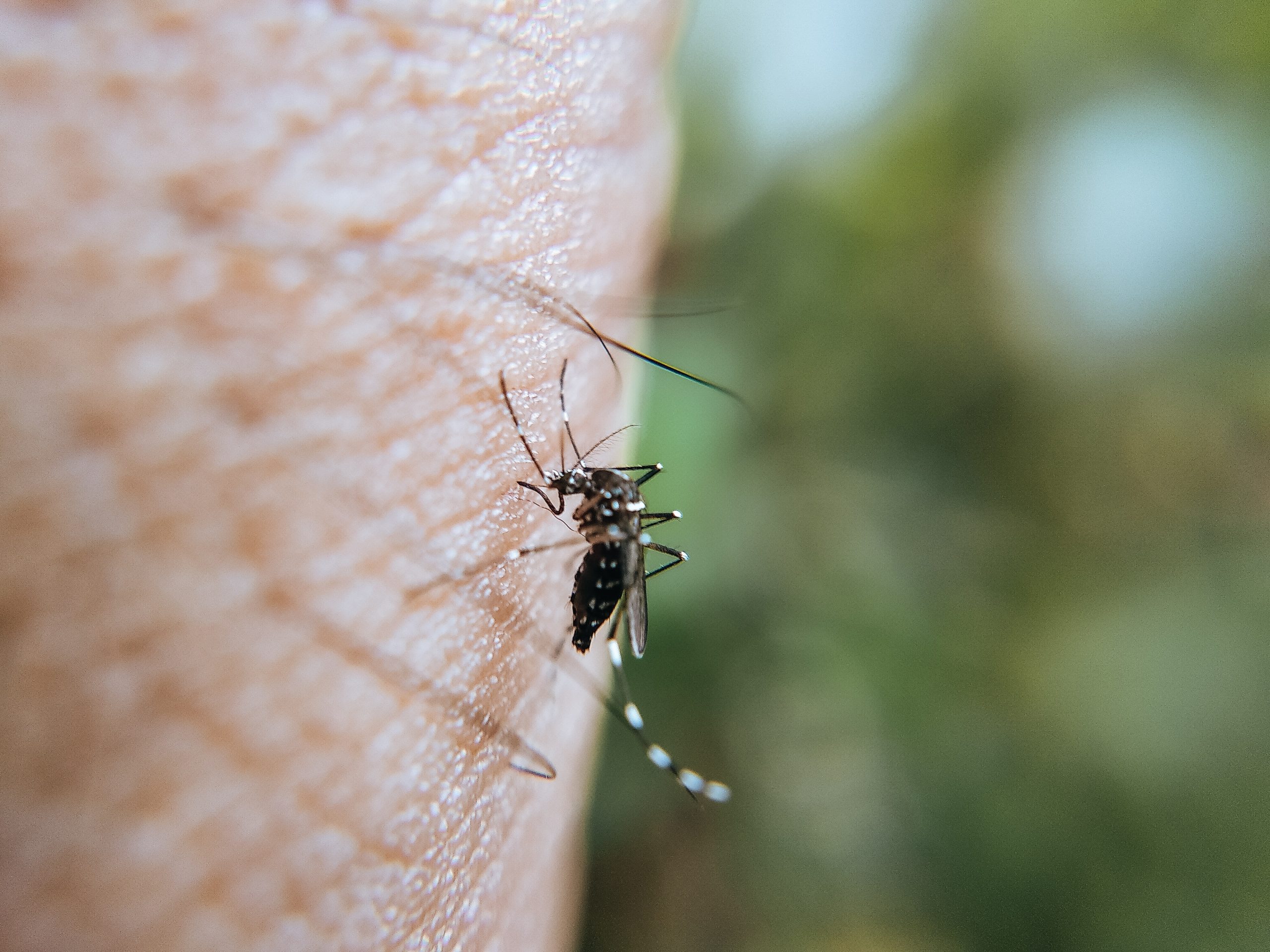 Могут ли укусы комаров вызвать у вас COVID-19: последние данные, которые удивляют