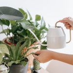 Жёсткая и вредит: не поливайте растения в доме, не сделав с водой следующее