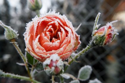 Элементарный способ защитить растения в саду или в контейнерах от мороза