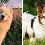 7 самых красивых пород собак в мире, в которых невозможно не влюбиться