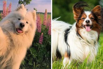 7 самых красивых пород собак в мире, в которых невозможно не влюбиться