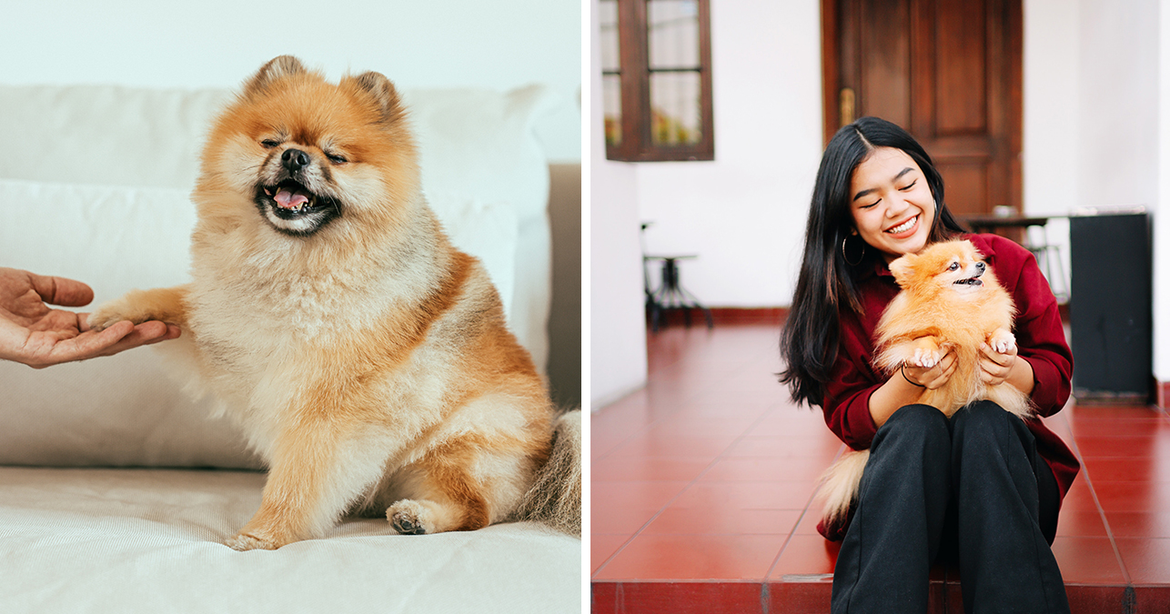 7 найкрасивіших порід собак у світі, в яких неможливо не закохатися