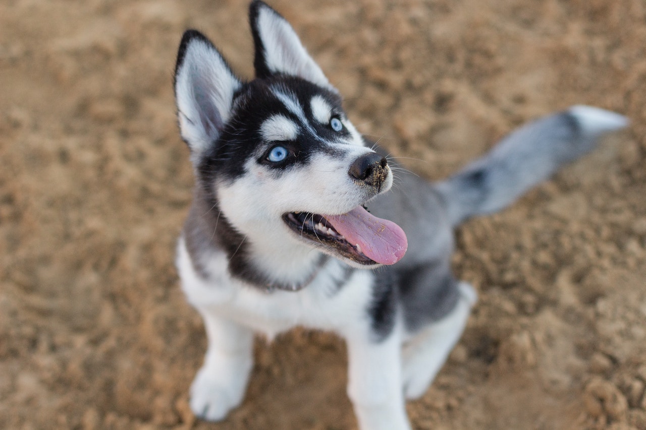 7 найкрасивіших порід собак у світі, в яких неможливо не закохатися