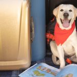 Породи собак, з якими найпростіше і найкомфортніше подорожувати