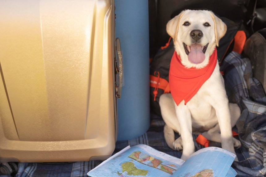 Породи собак, з якими найпростіше і найкомфортніше подорожувати