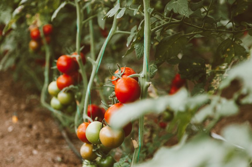 Як мульчувати помідори у відкритому ґрунті та яку користь це вам дасть