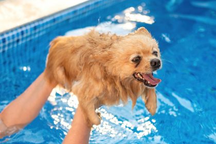 5 порад із безпеки: як навчити собаку плавати в басейні