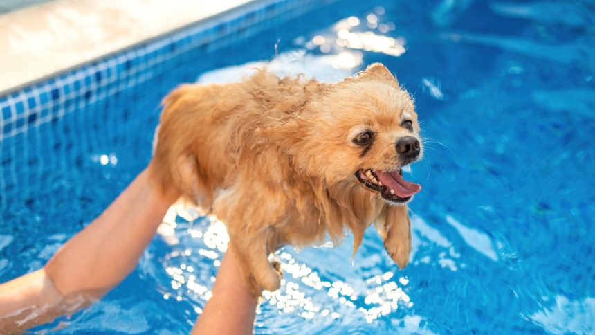 5 порад із безпеки: як навчити собаку плавати в басейні