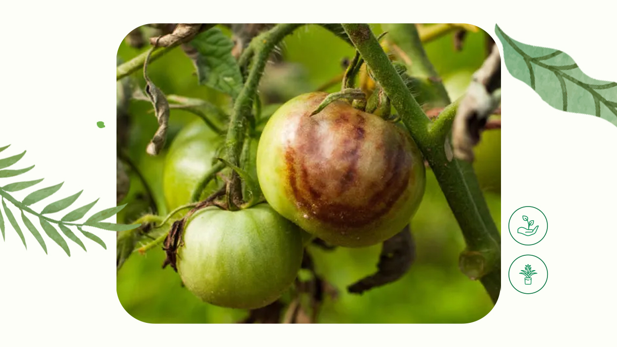 Парша на помидорах: как остановить болезнь и спасти растения