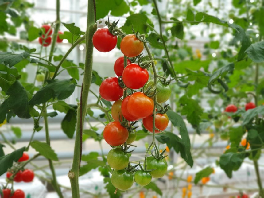 Парша на помідорах: як зупинити хворобу і врятувати рослини
