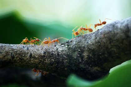 Як позбутися мурах у будинку: несподіваний натуральний засіб