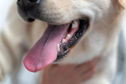 Як чистити зуби собаці вдома: лайфхаки, які полегшать весь процес