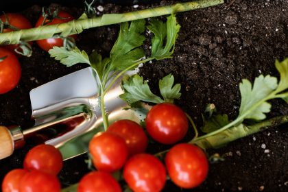 Як щіпка харчової соди забезпечить процвітання помідорів на вашому городі