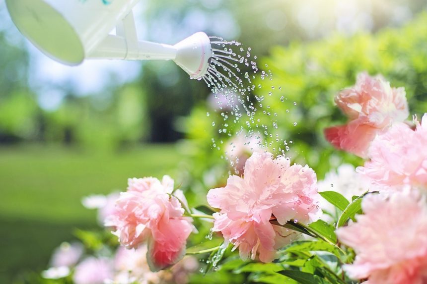 Як правильно поливати півонії, щоб вони були здоровими і пишно цвіли