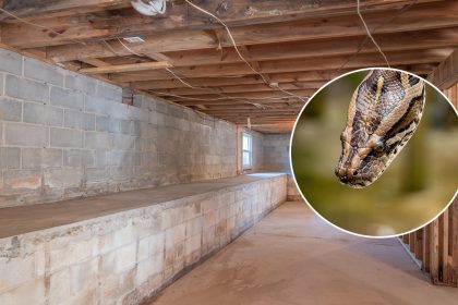9 речей у вашому підвалі, які приваблюють змій наприкінці літа
