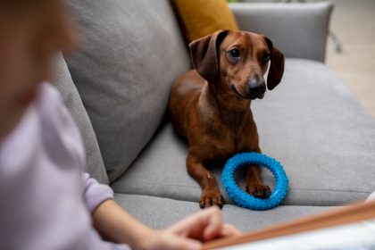 Як правильно чистити іграшки для собак з тих чи інших матеріалів