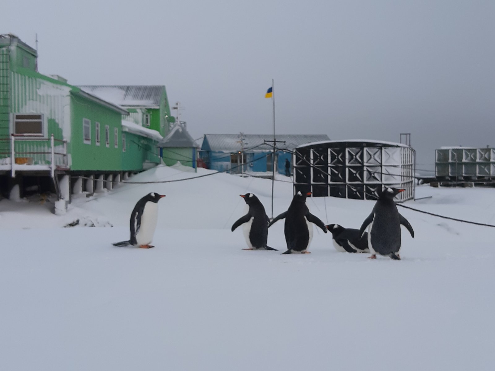 Бойові пінгвіни на шевронах