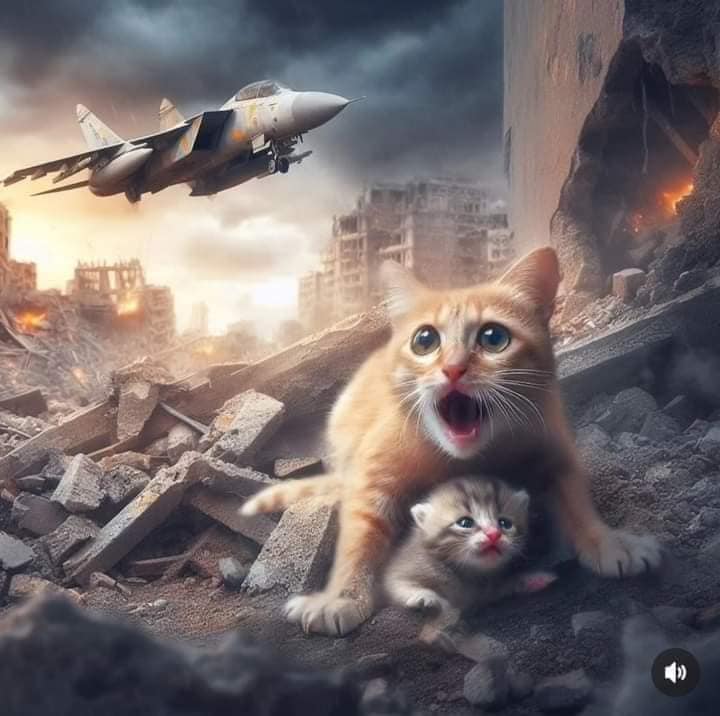 Война глазами кошки.