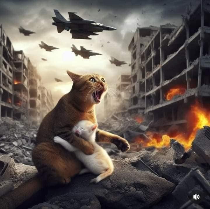Война глазами кошки