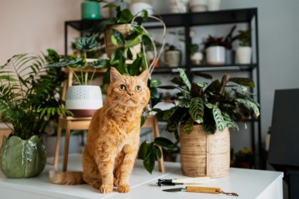 Як уберегти кімнатну рослину від кішки: несподіване бюджетне рішення