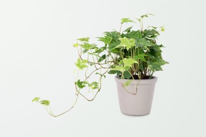 Популярна кімнатна рослина, що очищає повітря від спор цвілі