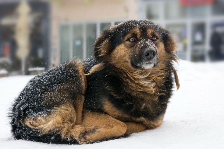 Як допомогти тваринам-безхатькам пережити зиму