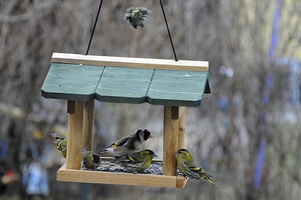 Зоозахисники попереджають, що взимку важливо не лише годувати птахів, але й правильно доглядати за годівницею.