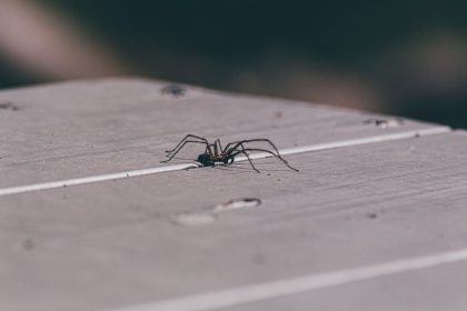 Невинні звички, які привертають павуків до вашої оселі