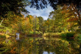 5 чарівних лісів Німеччини, які варто дослідити кожному туристу