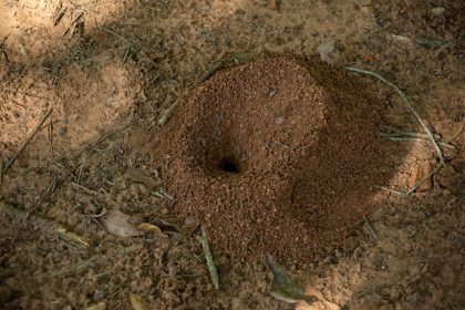 Як знищити мурашник у вашому дворі: 3 дієвих лайфхаки