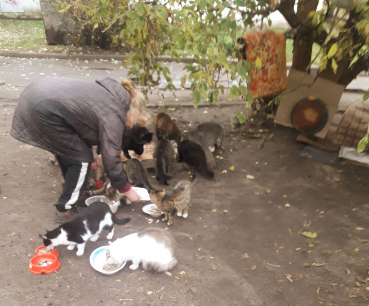 Кошачья спасательница Лина занимается добрым делом уже более 20 лет
