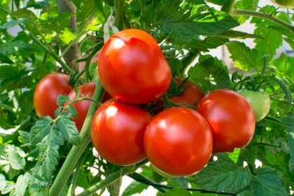 Коли саджати помідори на розсаду в 2024 році
