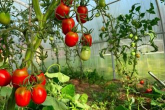 Які рослини не можна садити поруч з помідорами