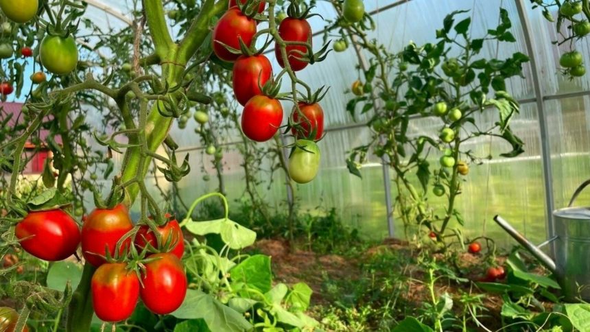 Які рослини не можна садити поруч з помідорами