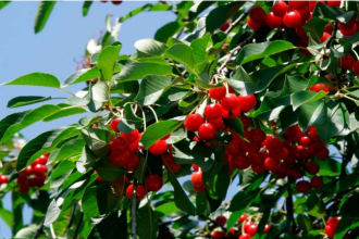 Підживіть свої плодові дерева природним способом для рясного та смачного врожаю.