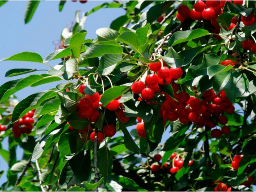 Підживіть свої плодові дерева природним способом для рясного та смачного врожаю.