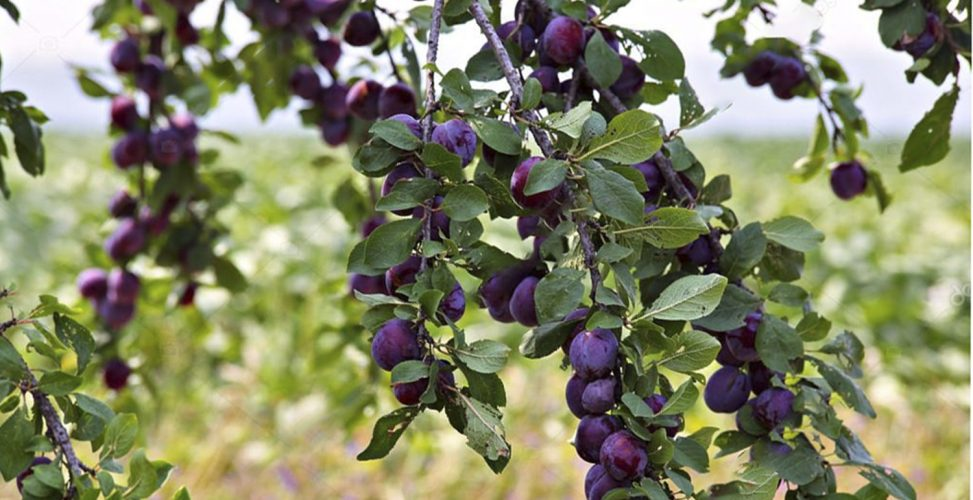 Органическая подкормка вишни, черешни и сливы для большого урожая. 