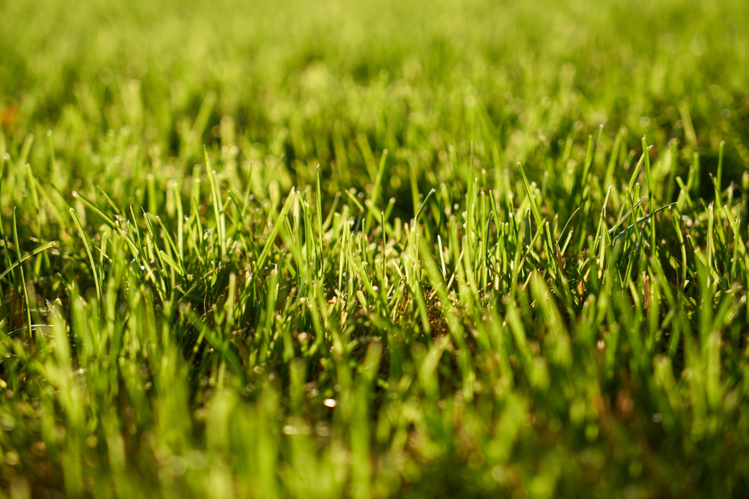 Почему искусственная трава – это не лучший вариант для вашего газона
