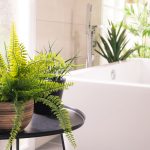 Проста у догляді рослина, яка буде процвітати у вашій ванній кімнаті