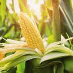 Як посадити та виростити цукрову кукурудзу