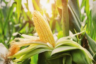 Як посадити та виростити цукрову кукурудзу