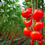 Секрет смачних томатів: як правильно поливати, щоб отримати найкращі плоди.