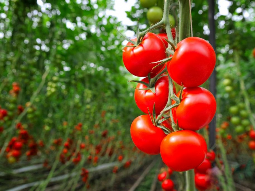 Секрет смачних томатів: як правильно поливати, щоб отримати найкращі плоди.