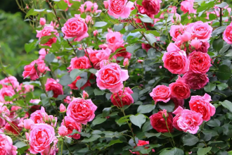 Дотримуйтесь рекомендацій щодо догляду за живцями, щоб отримати міцні та здорові троянди.